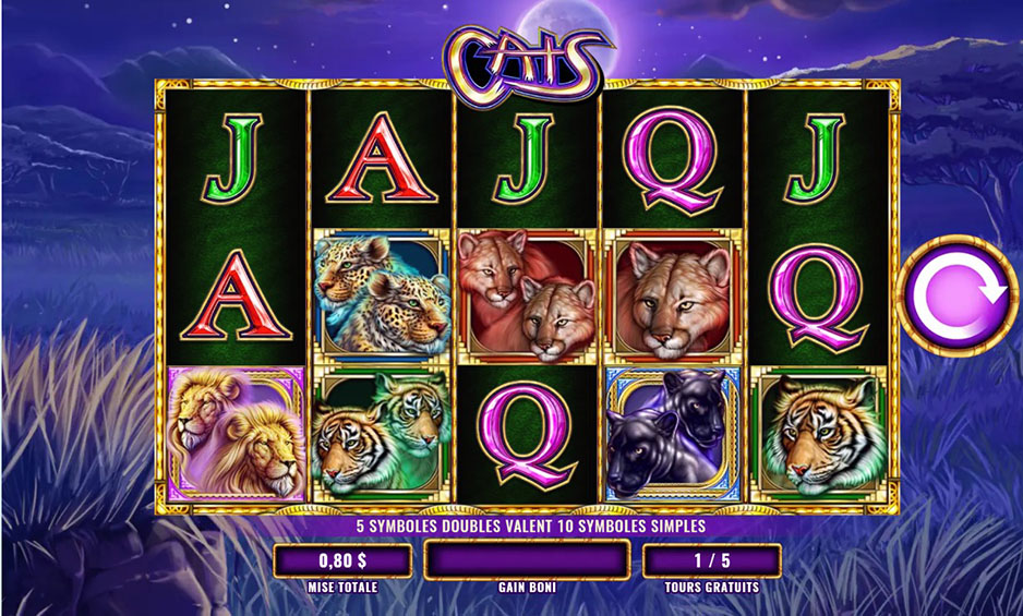 Fort Knox Cats carousel image 7